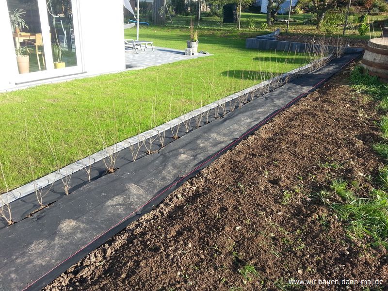 Eine Liguster-Hecke ziert nun das Grundstück. › Wir bauen ...