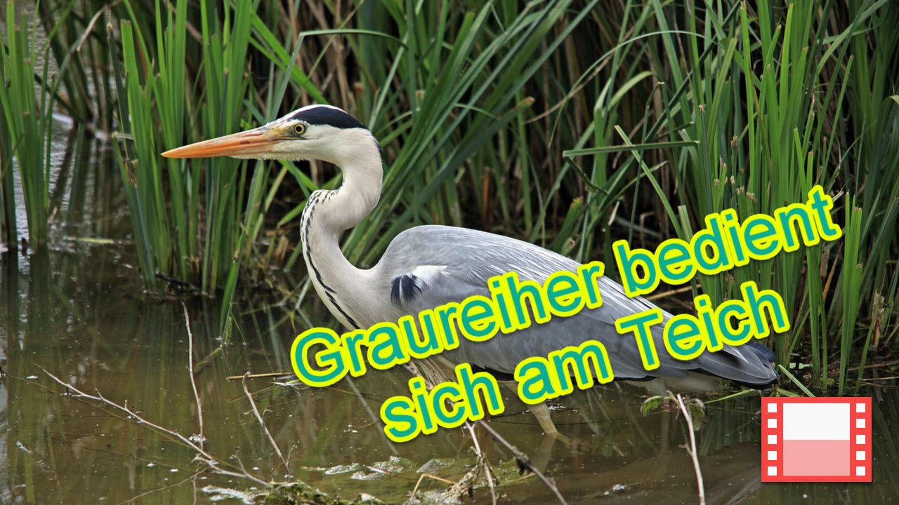 Fische im Teich werden von einem Fischreiher gefressen › Wir bauen dann